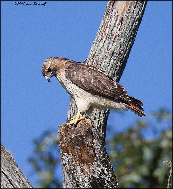 _1SB7643 red-tailed hawk.jpg